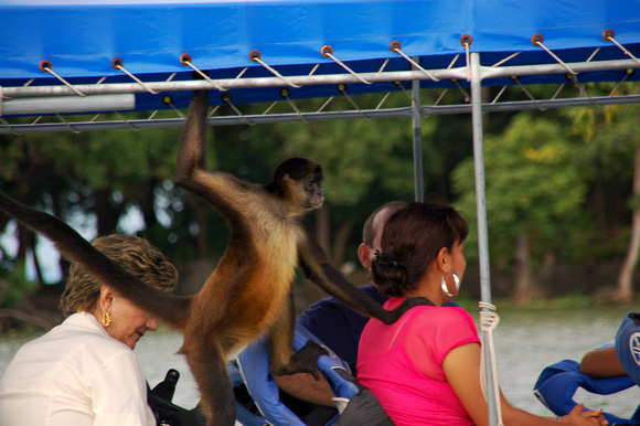 monkey grab